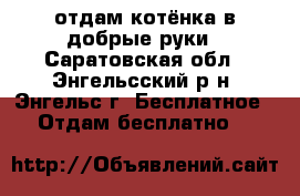 отдам котёнка в добрые руки - Саратовская обл., Энгельсский р-н, Энгельс г. Бесплатное » Отдам бесплатно   